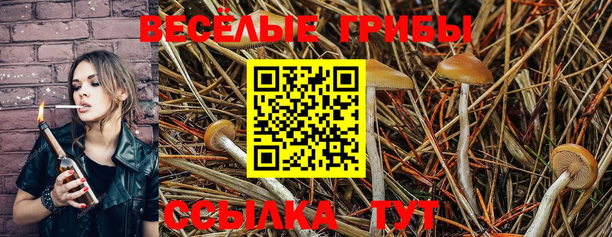 Галлюциногенные грибы Psilocybe Апшеронск